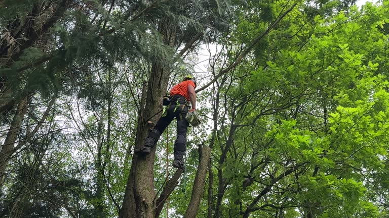 Best Hedge Trimming  in Ridgetop, TN